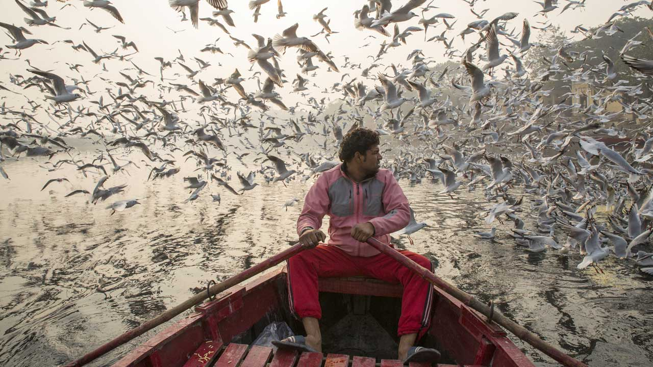 advantages of bird migration