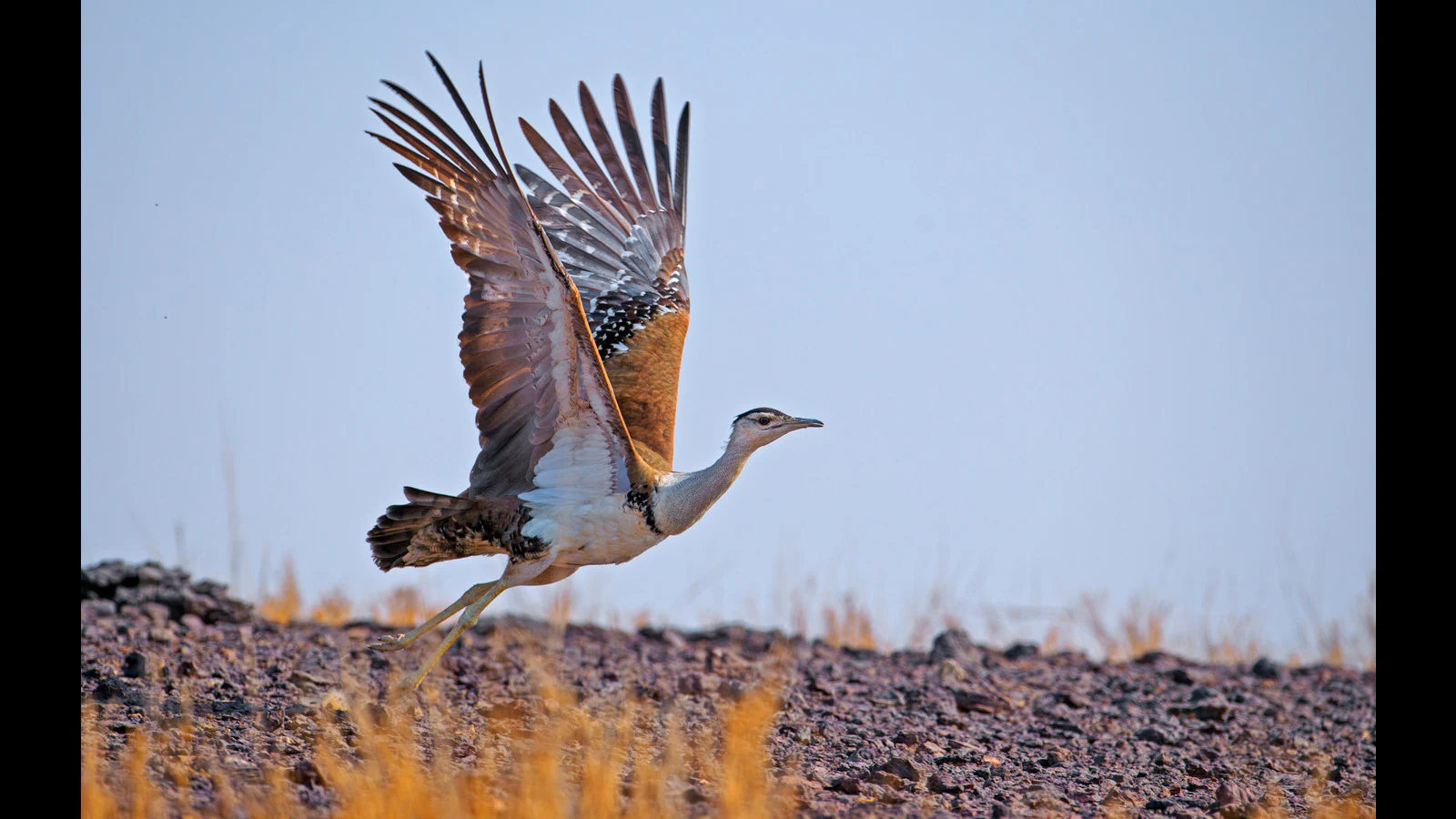 Great Indian Bustards