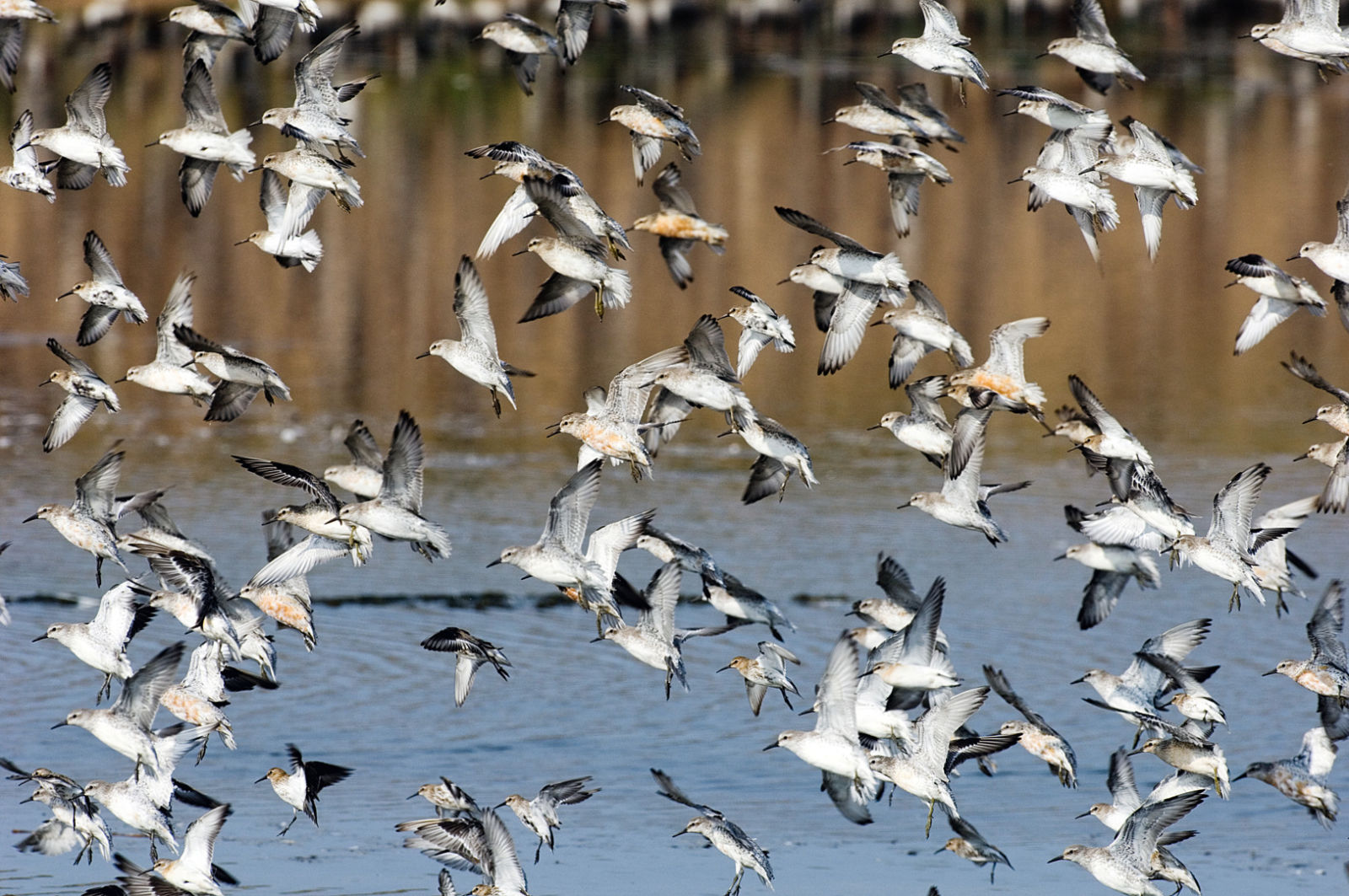 advantages of bird migration