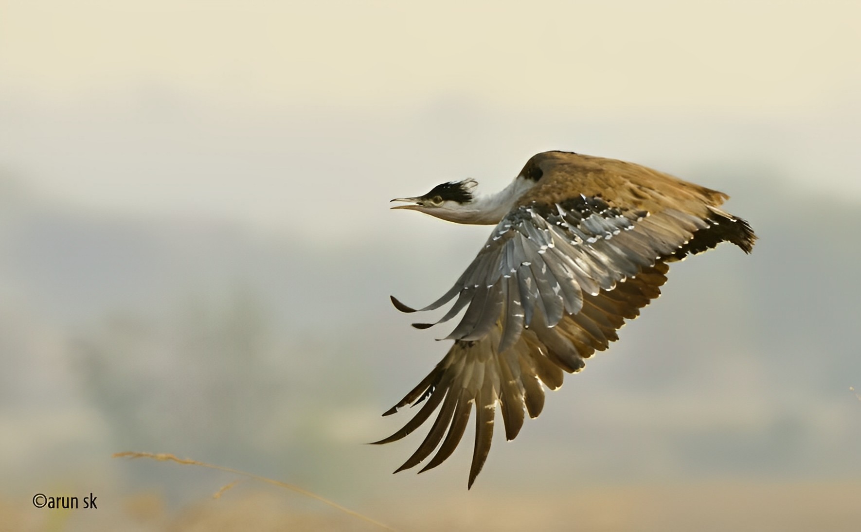  Great Indian Bustard 