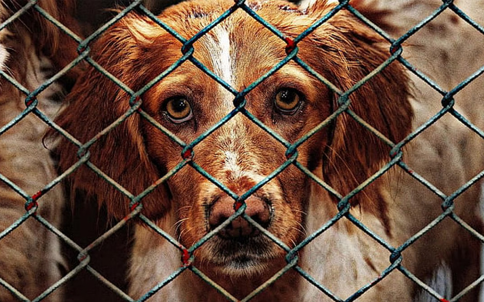  Animal welfare in India 