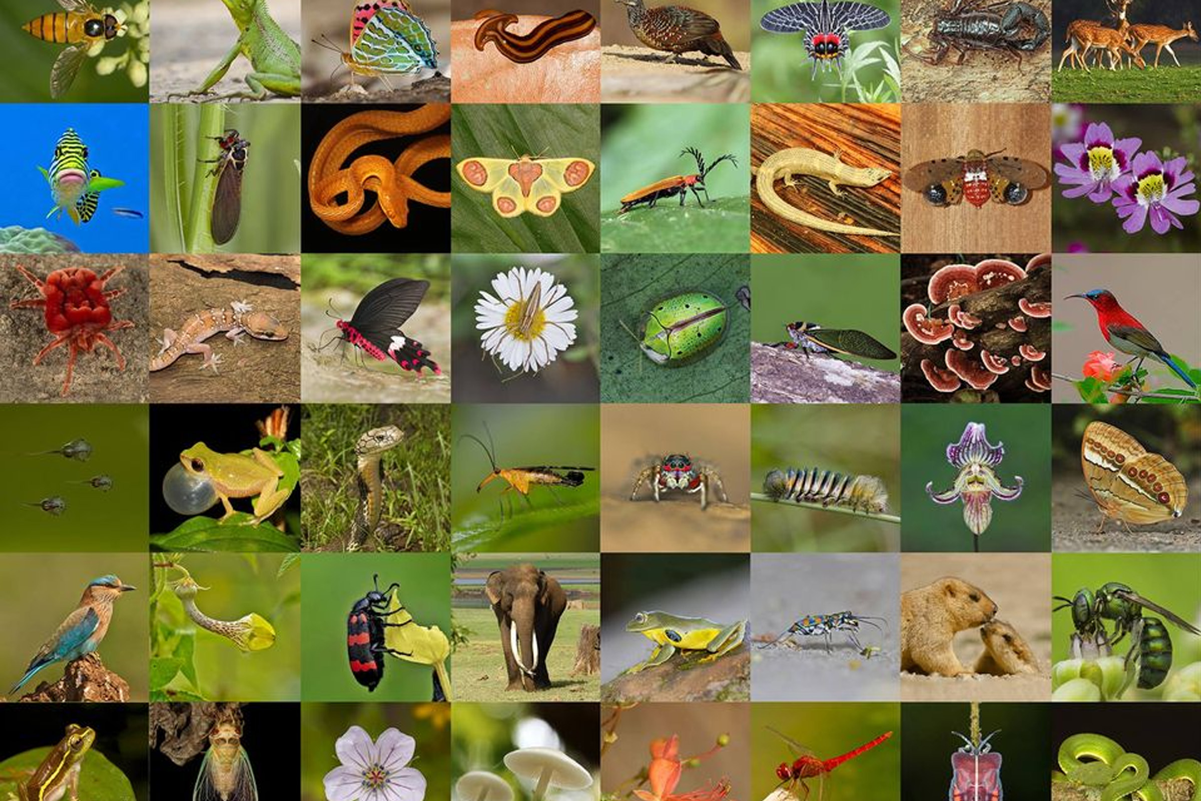 loss of biodiversity in India