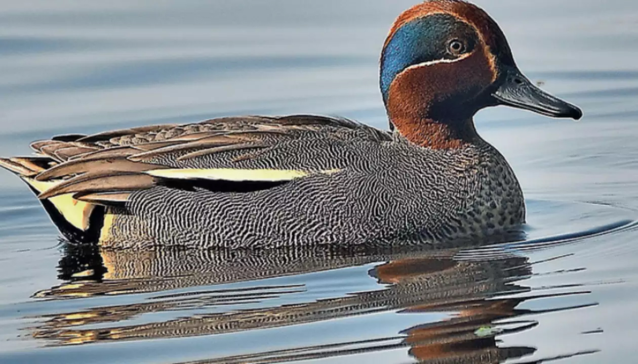 advantages of bird migration