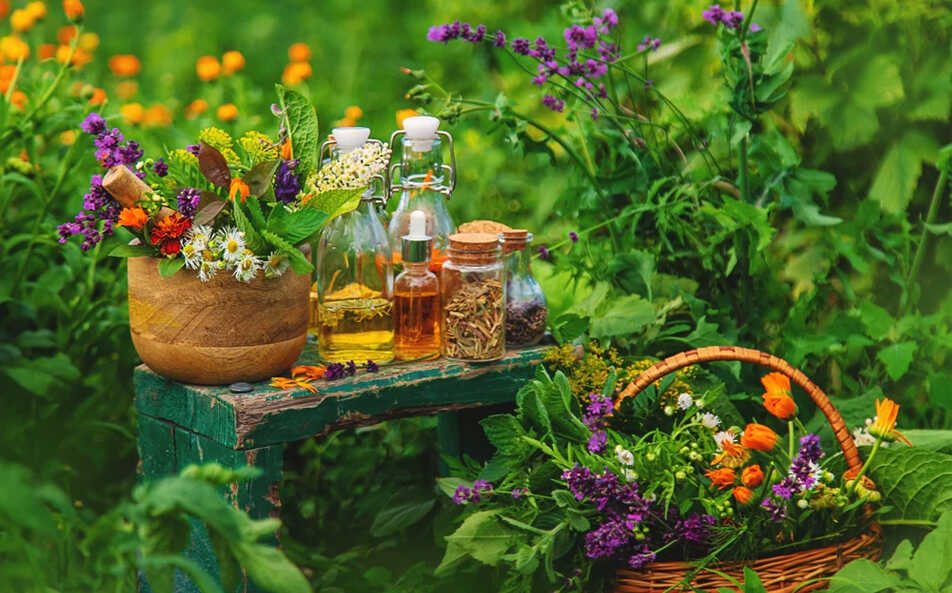    medicinal plant farming   