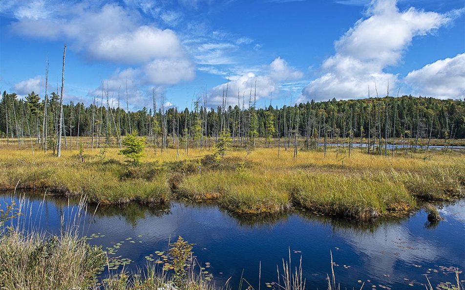 Peatland Conservation