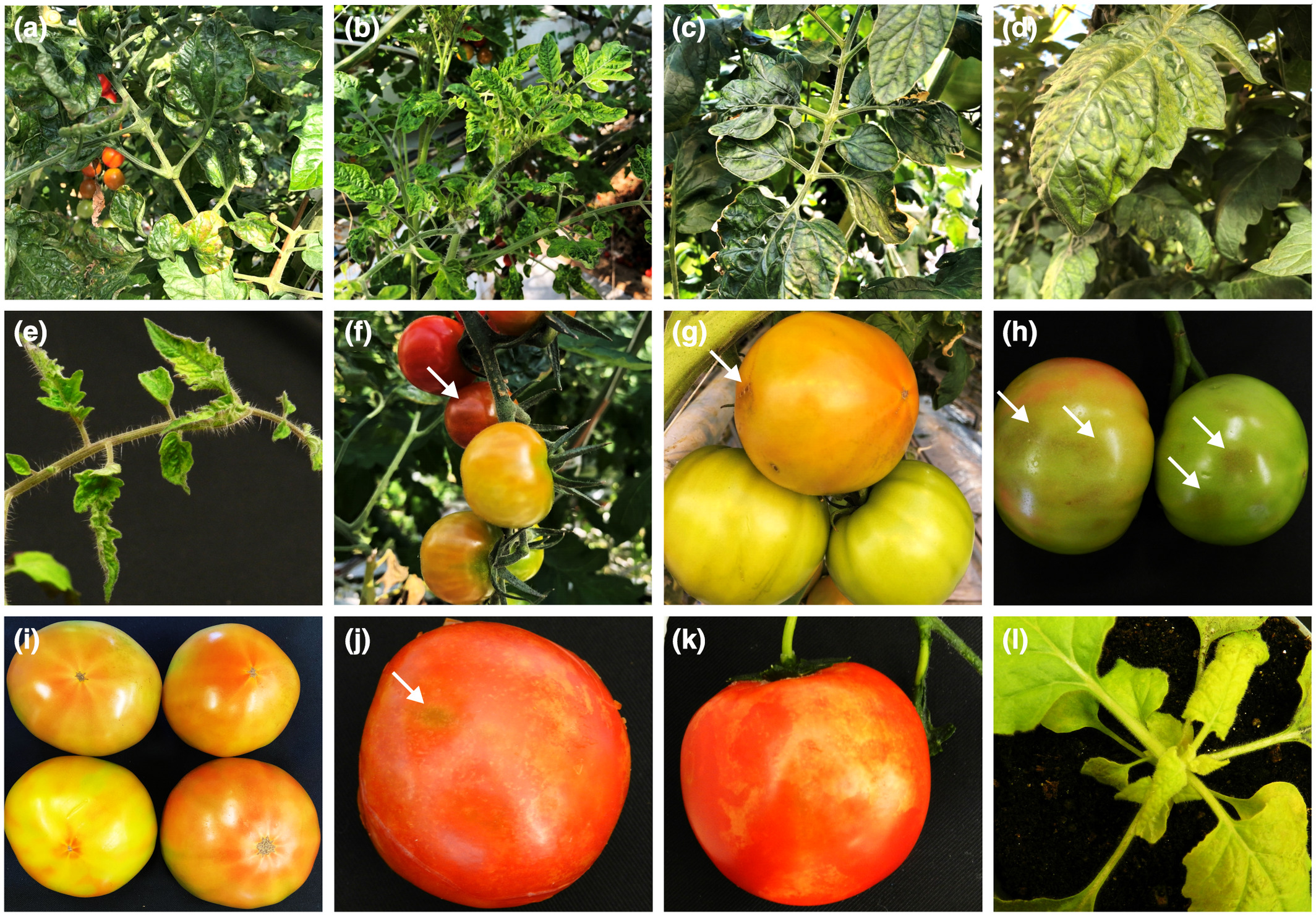 Tomato Mosaic Virus