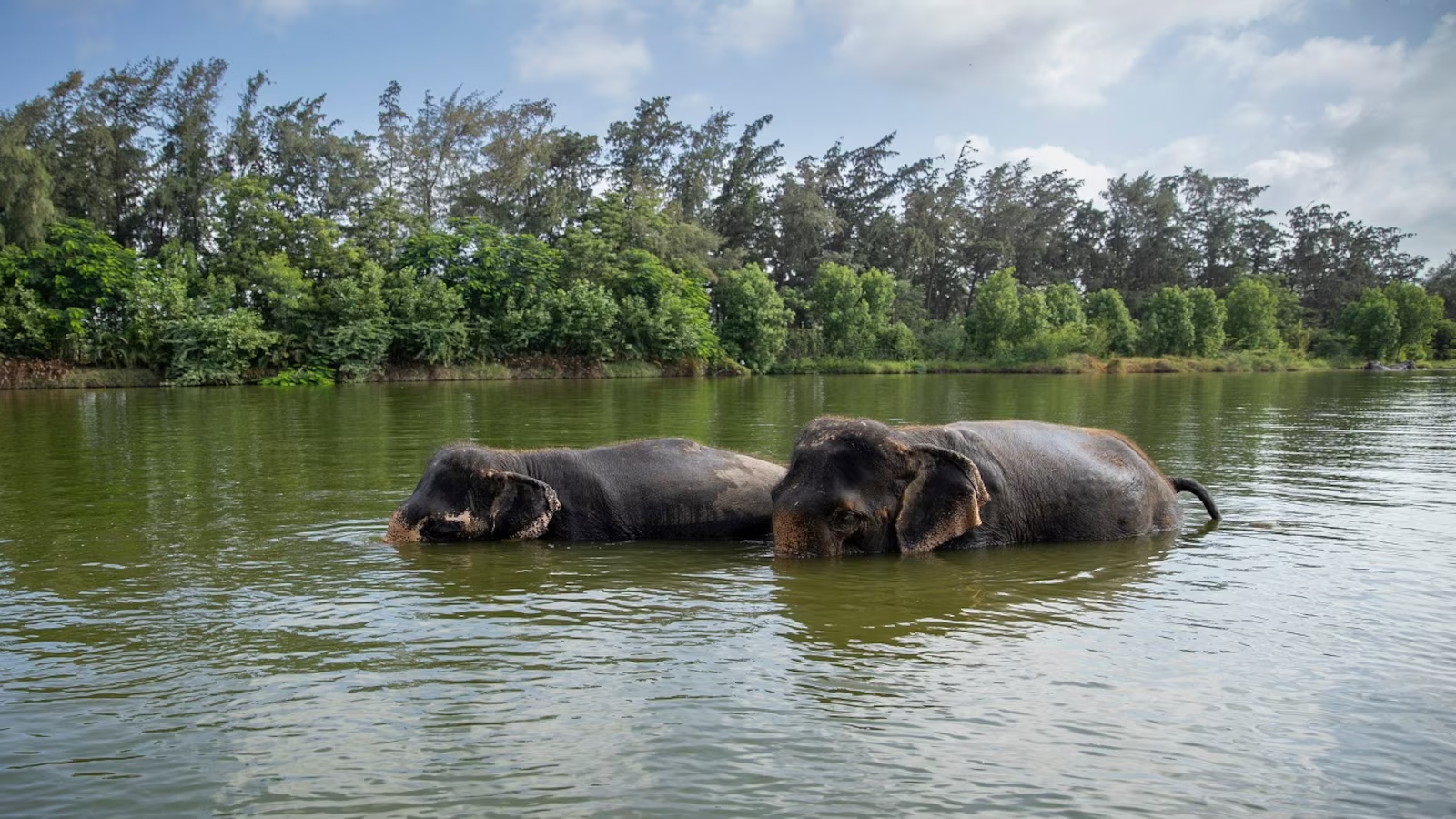 Vantara By Anant Ambani